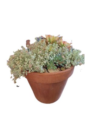 Succulent Terracotta Pot 21cm