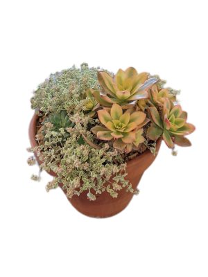 Succulent Terracotta Pot 21cm