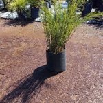 Elegia Capensis 20lt