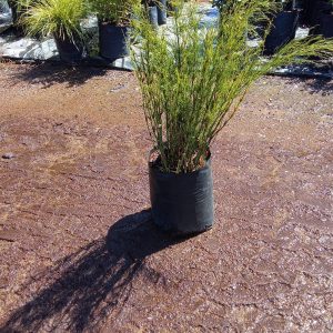 Elegia Capensis 20lt