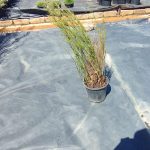 Elegia Capensis 19cm Pot