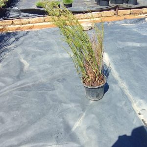 Elegia Capensis 19cm Pot