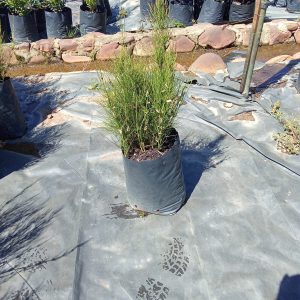 Elegia Capensis 10lt