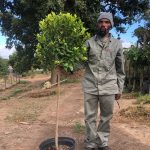 Ficus Nitida Lollipop/Standard 20lt