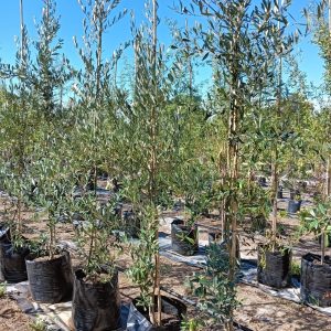 Olive Mission Tree 50lt