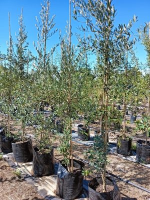 Olive Mission Tree 50lt