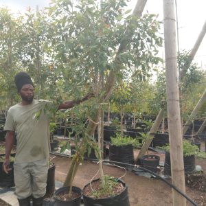 Syzygium Guineense 125lt