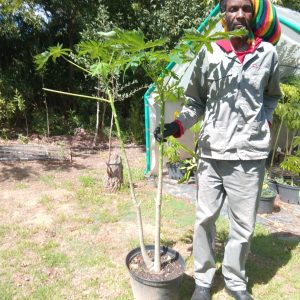 Paw Paw Tree 25lt