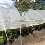 WhatsApp-Image-2025-03-24-at-14.46.56.jpeg Rapanea Melanophloeos 20lt