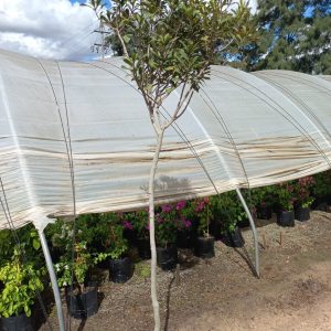 Rapanea Melanophloeos 20lt