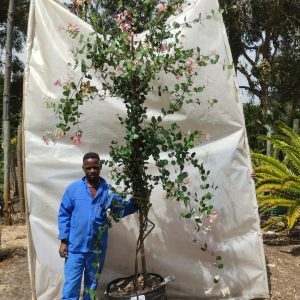 Lonicera Heckrotti 'Pink Lemonade' 70lt