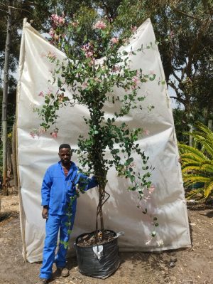 Lonicera Heckrotti 'Pink Lemonade' 70lt