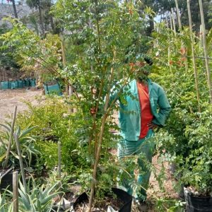 WhatsApp-Image-2025-04-01-at-08.16.56.jpeg Tecoma Capensis 'Coccinea' 70lt
