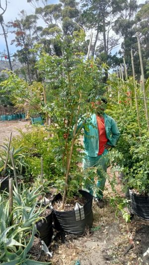 Tecoma Capensis 'Coccinea' 70lt