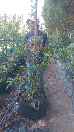 Camellia Sasanqua 'Dream Girl' 70lt