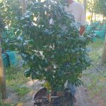 Camellia Japonica 'Margaret Davis' 70lt