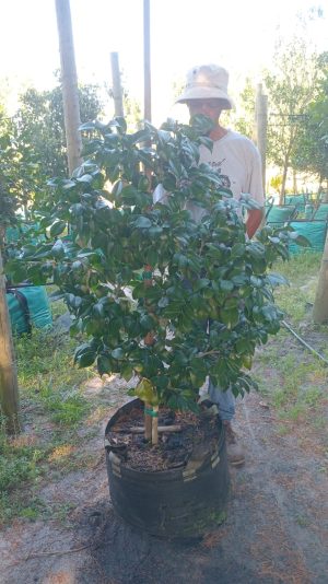 Camellia Japonica 'Margaret Davis' 70lt