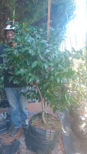 Camellia Japonica 'Debbie' 70lt