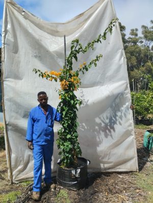 Bougainvillea Lady Mary Baring 70lt
