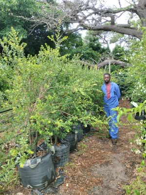 Searsia Crenata Bush 70lt