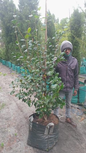 Camellia Japonica 'Little Pink' 70lt