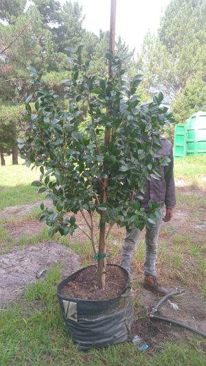 Camellia Sasanqua 'Chow Chow' 70lt