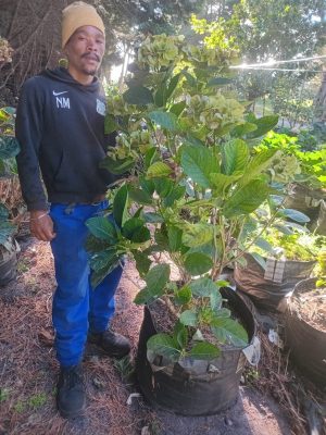 Hydrangea Macrophylla 'White Lacecap' 70lt
