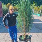 Juniperus Scopulorum 'Skyrocket' 70lt