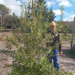 Annastrabe Intergerrima 70lt