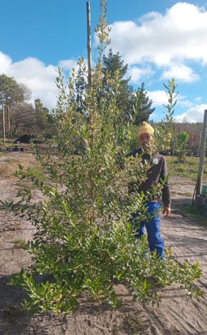 Annastrabe Intergerrima 70lt