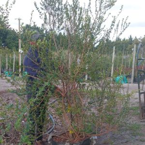 WhatsApp-Image-2025-04-01-at-10.22.57.jpeg Searsia Crenata Tree 70lt