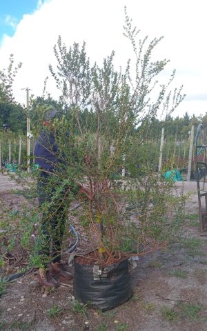 Searsia Crenata Tree 70lt