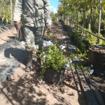 Plumbago Auriculata Blue 20lt