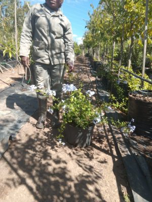 Plumbago Auriculata Blue 20lt