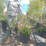 Plumbago Auriculata White 20lt