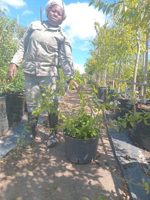 Plumbago Auriculata White 20lt