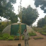 Populus Lombard 20lt