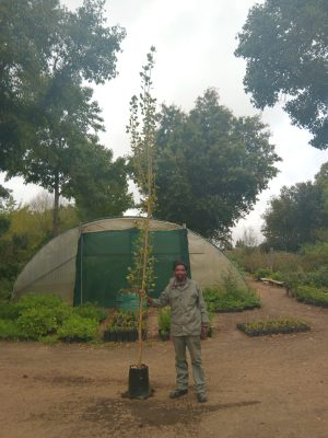 Populus Lombard 20lt