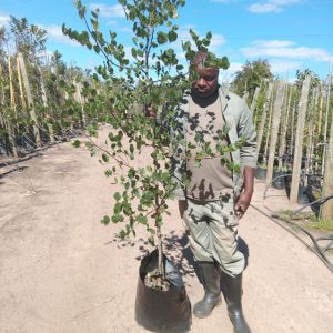 Ceratonia Siliqua 20lt