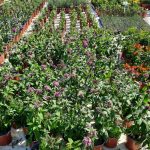Pentas Lanceolata ‘Pink’ 17cm Pot