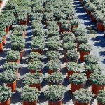 Helichrysum Cymosum 17cm Pot