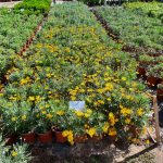 Euryops Pectinatus 17cm (Golden Daisy Bush)