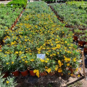 Euryops Pectinatus 17cm (Golden Daisy Bush)