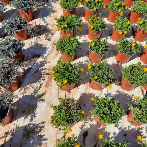Lampranthus Assorted 17cm Pot