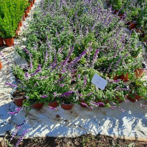 Salvia Leucantha (Purple) 17cm Pot