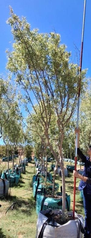 Searsia Pendulina 250lt