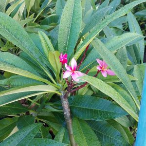 Frangipani Tree 20lt
