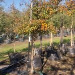 Lagertstroemia Indica 200lt