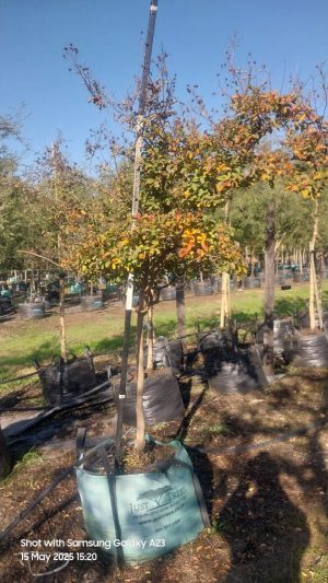 Lagertstroemia Indica 200lt