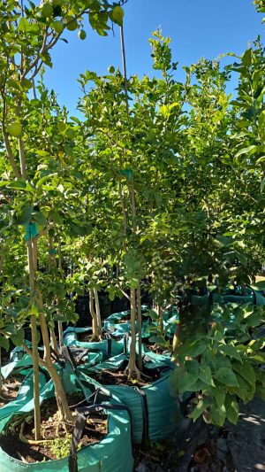 Lisbon Lemon Tree 250lt